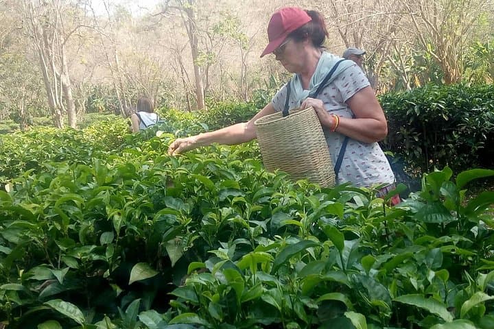 Chiang Mai Tea Plantation, Karen Village & Doi Suthep Private Day Tour