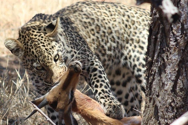Full-Day Kruger Safari: Big Five, Waterholes & Open Vehicle Wildlife Viewing photo 2