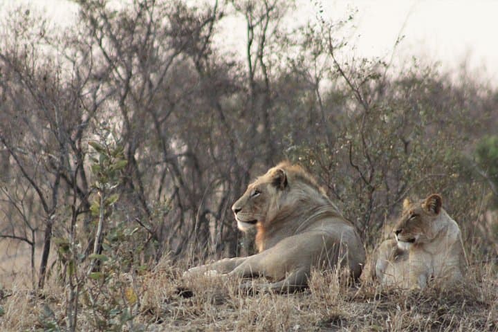 Full-Day Kruger Safari: Big Five, Waterholes & Open Vehicle Wildlife Viewing photo 4