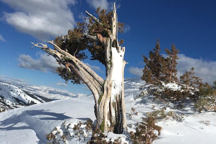 Backcountry Snowshoeing Near Reno: Nordic Routes in the Sierra Nevada photo 6