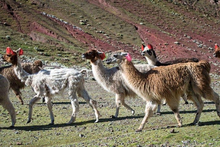 Rainbow Mountain Day Trip from Cusco: Trek to Vinicunca's Colorful Peaks photo 2