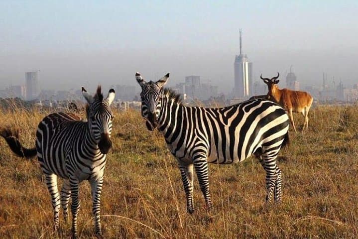 Explore Nairobi National Park: Safari Adventure Just Outside Kenya’s Capital