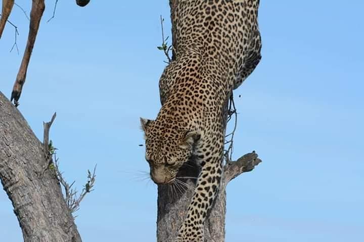 4-Day Ruaha Safari: Elephants, Wild Dogs and Walking Safaris in Tanzania photo 2