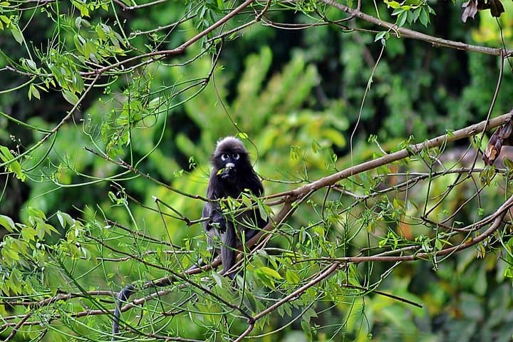 Morning Jungle Trek in Langkawi: 3-Hour Guided Rainforest Hike photo 3