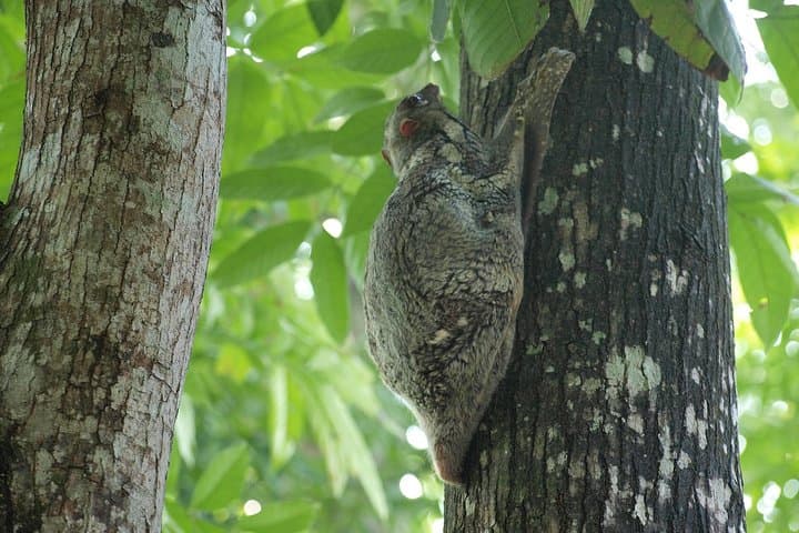 Morning Jungle Trek in Langkawi: 3-Hour Guided Rainforest Hike photo 4