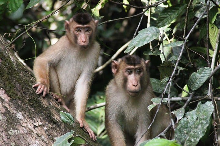 Morning Jungle Trek in Langkawi: 3-Hour Guided Rainforest Hike photo 6