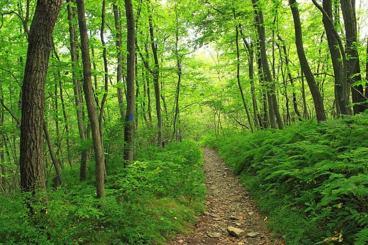 Morning Jungle Trek in Langkawi: 3-Hour Guided Rainforest Hike photo 5