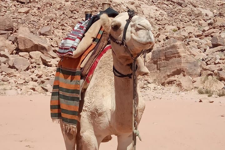 Wadi Rum Jeep and Camel Overnight: Sunset Dunes, Canyons & Bedouin Camp photo 2