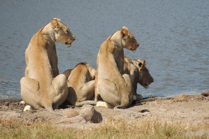 Full-Day Game Drive in Hluhluwe iMfolozi Game Reserve — Big Five Safari from Richards Bay photo 1