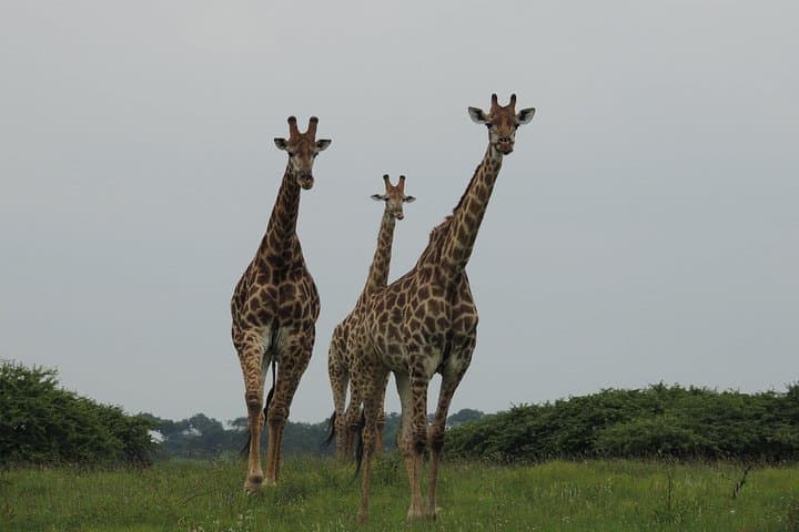Full-Day Game Drive in Hluhluwe iMfolozi Game Reserve — Big Five Safari from Richards Bay photo 2