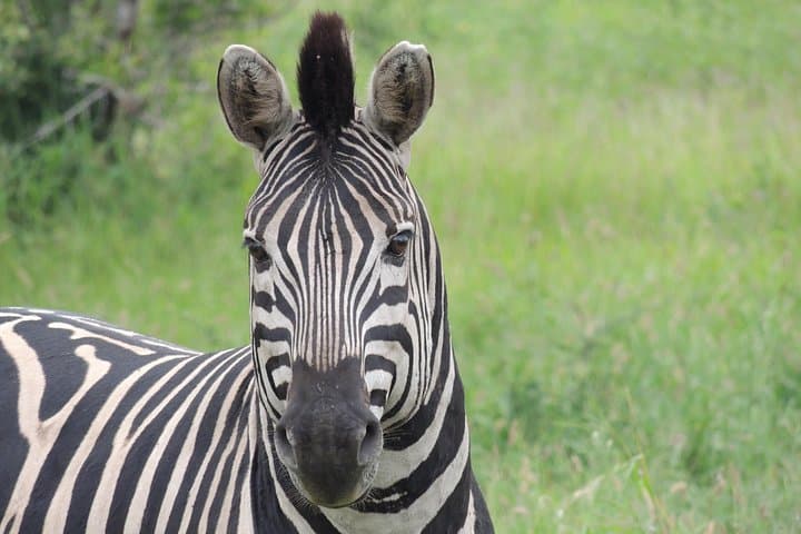 Full-Day Game Drive in Hluhluwe iMfolozi Game Reserve — Big Five Safari from Richards Bay photo 3