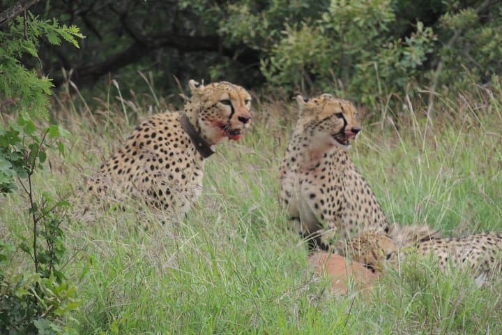 Full-Day Game Drive in Hluhluwe iMfolozi Game Reserve — Big Five Safari from Richards Bay photo 4