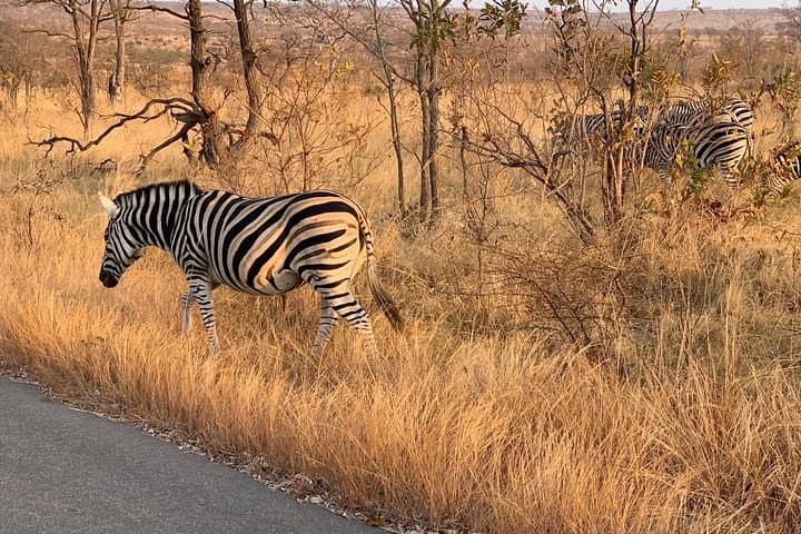 Big-5-Pilanesberg-Safari-Day-Trip-from-Johannesburg photo 2