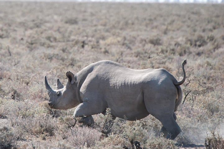 Namibia Express Safari: 6-Day Sossusvlei, Swakopmund & Etosha Wildlife Tour photo 3
