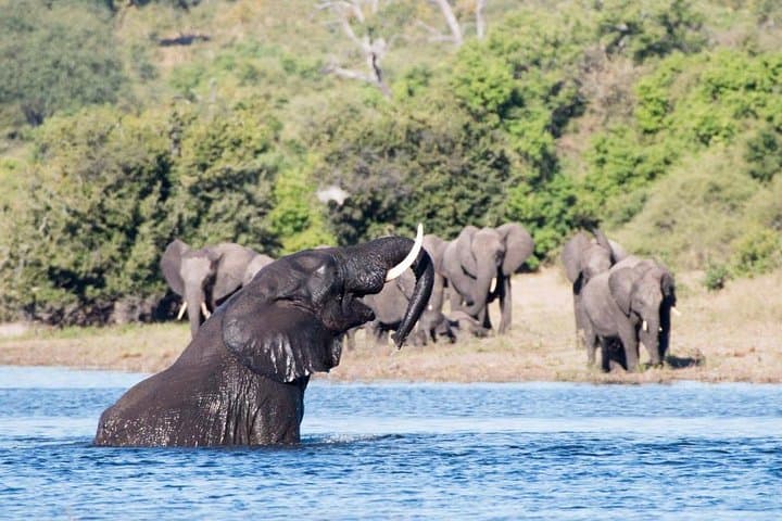 Rhino Game Drive and Walking Safari at Mosi-oa-Tunya National Park photo 4