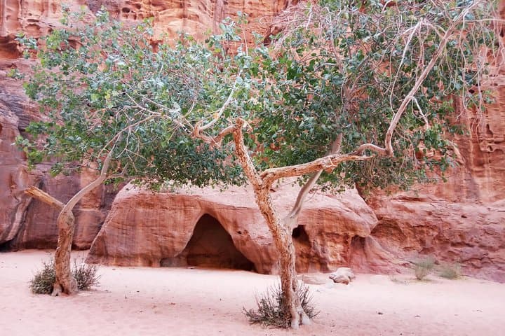 2-Day Bedouin Desert Trek: Hike, Camp & Sleep Under the Stars in Wadi Rum photo 3