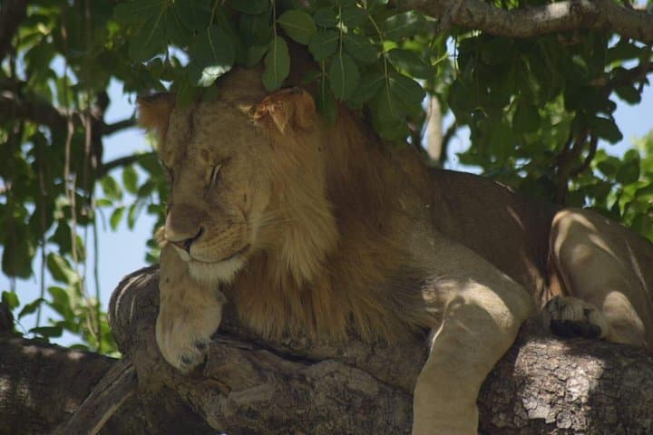 5-Day Nakuru & Masai Mara Safari: Flamingos to the Big Five photo 2