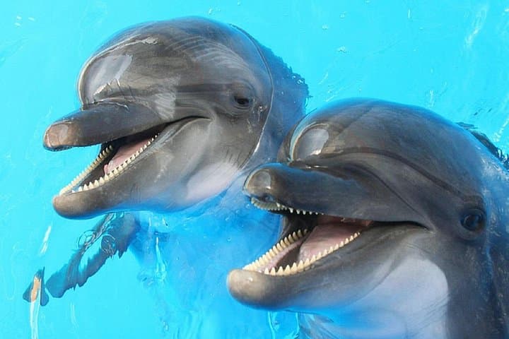 Muscat Dolphin Watch Cruise — 2-Hour Dolphin Safari on Oman's Coast photo 1