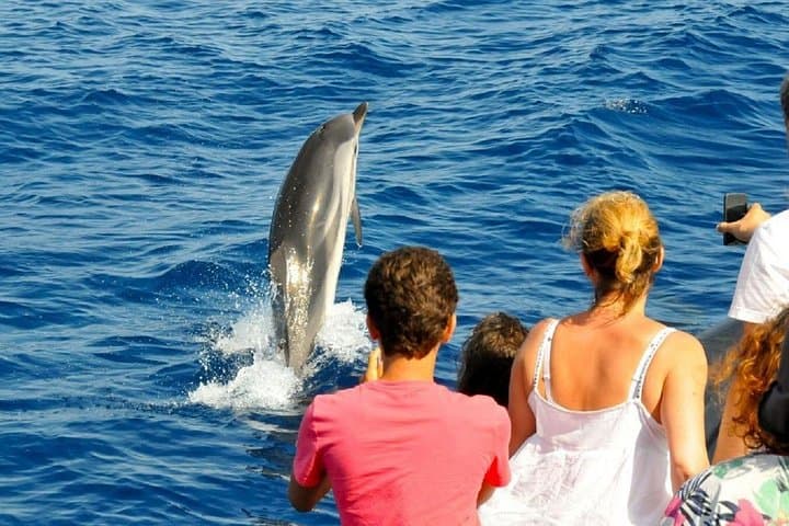 Muscat Dolphin Watch Cruise — 2-Hour Dolphin Safari on Oman's Coast photo 4