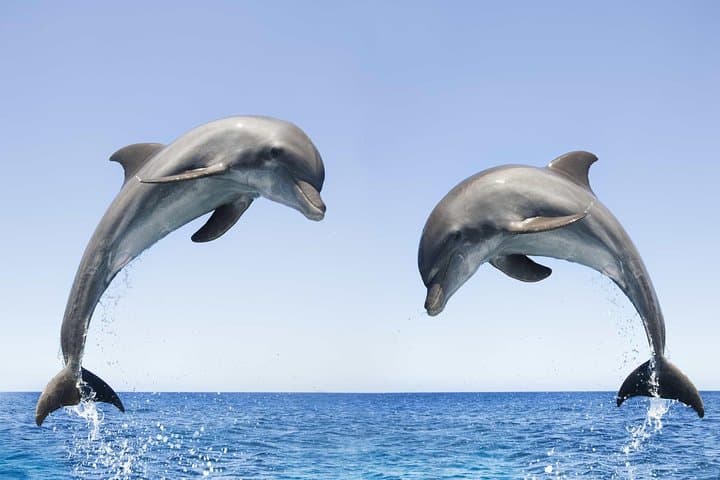 Dolphin Watching & Bandar Khiran Snorkeling Tour from Muscat photo 5