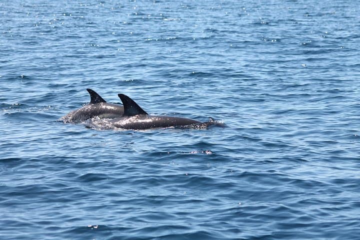 Portimão Dolphin Discovery Cruise & Benagil Caves — 2-Hour Speedboat Trip photo 4