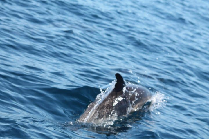 Portimão Dolphin Discovery Cruise & Benagil Caves — 2-Hour Speedboat Trip photo 3