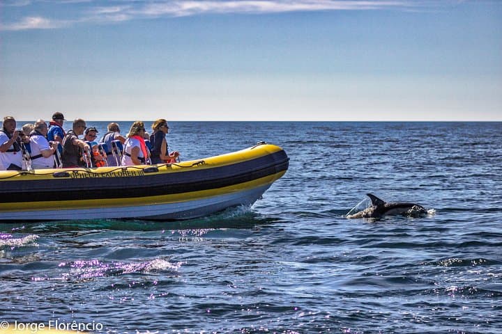 Portimão Dolphin Discovery Cruise & Benagil Caves — 2-Hour Speedboat Trip photo 1