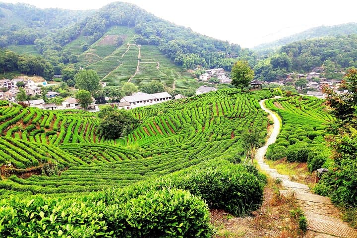 Bullet Train Day Trip to Hangzhou: West Lake, Longjing Tea & China Tea Museum photo 3