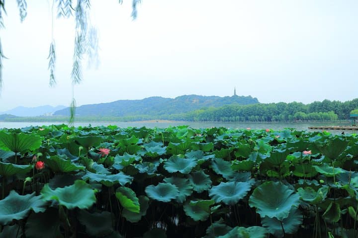 Bullet Train Day Trip to Hangzhou: West Lake, Longjing Tea & China Tea Museum photo 2