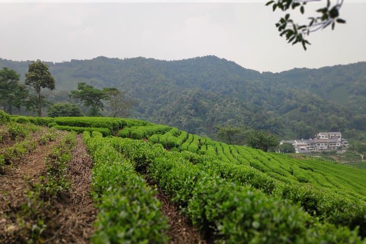 Bullet Train Day Trip to Hangzhou: West Lake, Longjing Tea & China Tea Museum photo 4