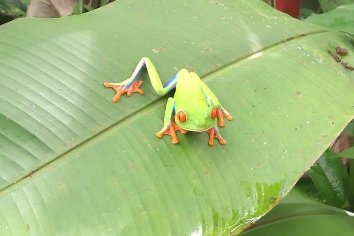 Rio Celeste Waterfall & Sloth Tour — Tenorio Hike, Llanos de Cortes & Sloth Sanctuary photo 3