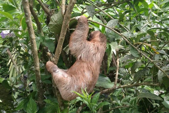 Rio Celeste Waterfall & Sloth Tour — Tenorio Hike, Llanos de Cortes & Sloth Sanctuary photo 2