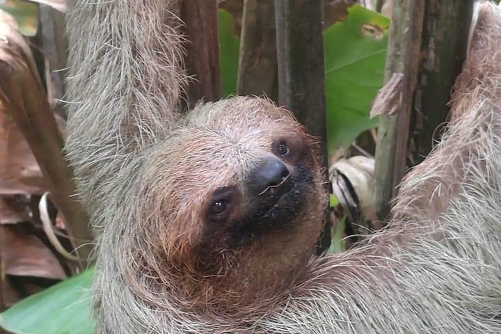 Rio Celeste Waterfall & Sloth Tour — Tenorio Hike, Llanos de Cortes & Sloth Sanctuary photo 4