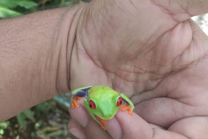 Rio Celeste Waterfall & Sloth Tour — Tenorio Hike, Llanos de Cortes & Sloth Sanctuary photo 5