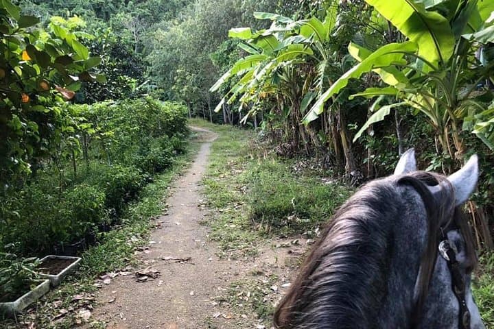 Phuket Horseback Riding: 1-Hour Big Buddha Hill Trail with Chalong Bay Views photo 3
