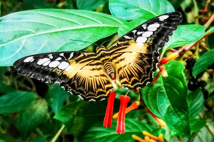 Ultimate Victoria Day Tour — Butchart Gardens, Butterfly Gardens, Winery & Craigdarroch Castle photo 6