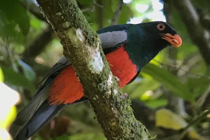 Esquipulas Birdwatching Near Manuel Antonio: Guided Morning Tour photo 4