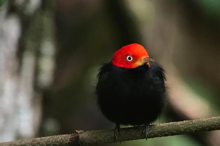 Esquipulas Birdwatching Near Manuel Antonio: Guided Morning Tour photo 5