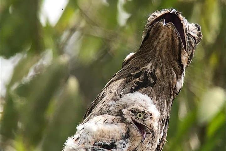 Esquipulas Birdwatching Near Manuel Antonio: Guided Morning Tour photo 6