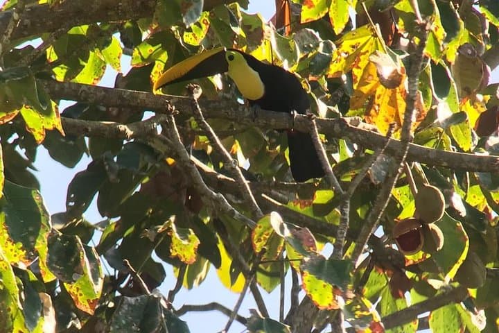Esquipulas Birdwatching Near Manuel Antonio: Guided Morning Tour photo 2