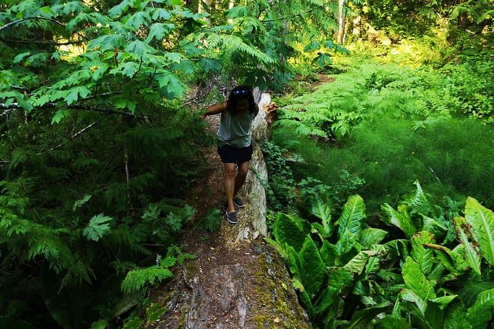 Private Guided Rainforest Hike Near Victoria: Old-Growth Trails & Waterfalls