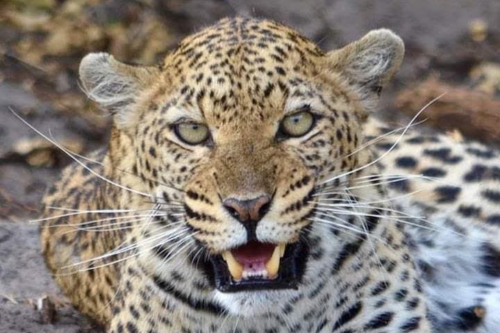 Explore Nairobi National Park: Safari Adventure Just Outside Kenya’s Capital photo 2