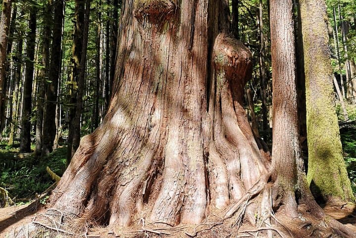 Sooke to Port Renfrew Wild Pacific Adventure — Beaches, Old-Growth & Tidal Pools photo 4