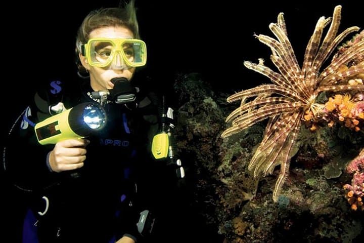 Night Shore Dive at Mangel Halto, Aruba — Certified Divers' Guide photo 4