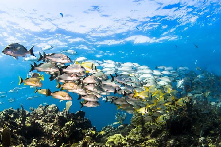Mangel Halto Snorkeling Tour: Small-Group Reef & Kappel Shipwreck Experience photo 4