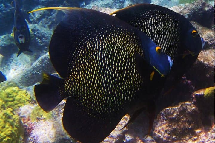 Mangel Halto Snorkeling Tour: Small-Group Reef & Kappel Shipwreck Experience photo 5