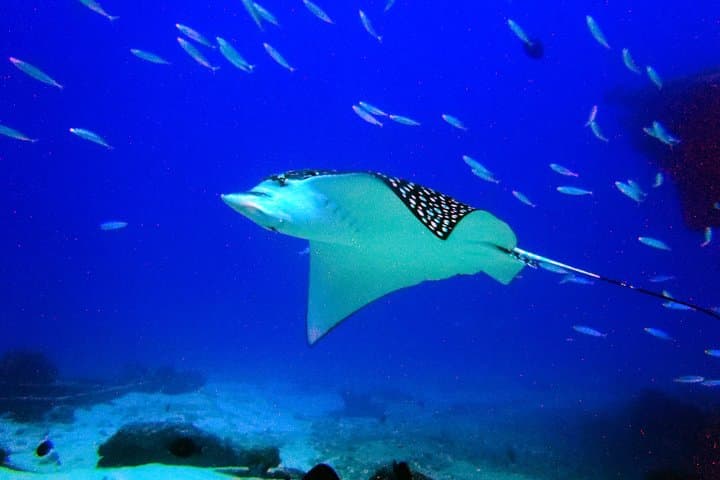 Two-Tank Dive in Cancun: Manchones Reef & MUSA for Certified Divers photo 2