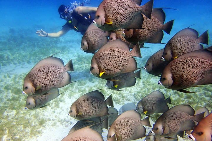 Two-Tank Dive in Cancun: Manchones Reef & MUSA for Certified Divers photo 4
