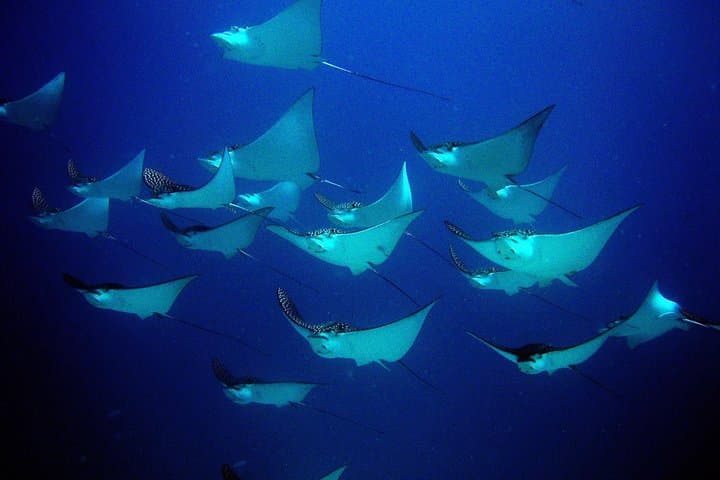 Two-Tank Dive in Cancun: Manchones Reef & MUSA for Certified Divers photo 5