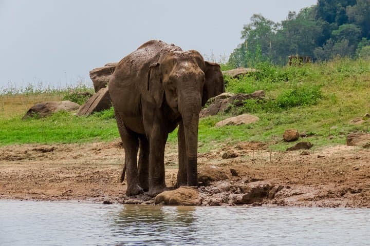 Minneriya National Park Elephant Safari from Polonnaruwa photo 4